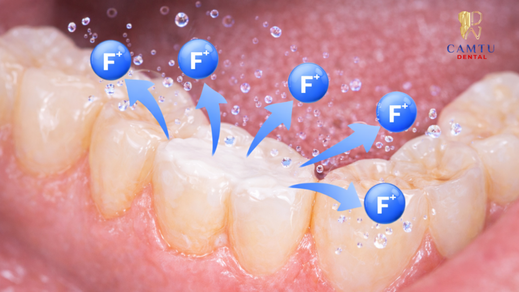 Khả năng giải phóng fluoride